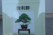 真柏202.JPG