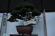真柏208.JPG