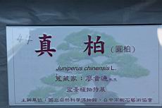 真柏300.JPG