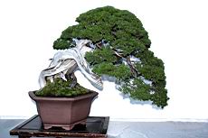 真柏301.JPG