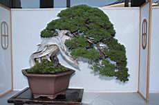 真柏302.JPG