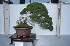 真柏303.JPG