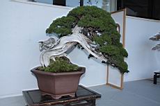 真柏304.JPG