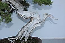 真柏4-莖00.JPG
