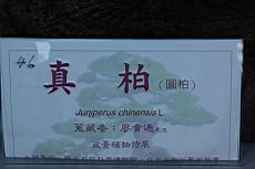 真柏400.JPG