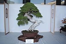 真柏402.JPG