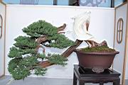 真柏503.JPG