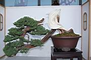 真柏504.JPG