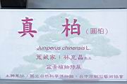 真柏700.JPG