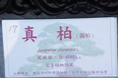 真柏600.JPG