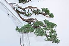 真柏605.JPG