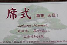 真柏800.JPG