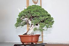 真柏805.JPG