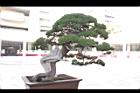 真柏905.JPG
