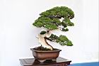 真柏-盆栽07.JPG