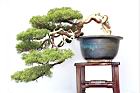 真柏-盆栽10.JPG