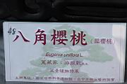 稜果蒲桃100.JPG