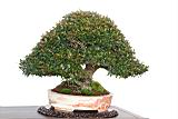 縮緬葛-盆栽06.JPG