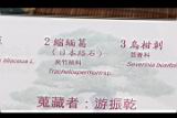 縮緬葛-盆栽07.JPG