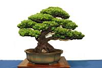 羅漢松-盆栽01.JPG