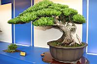 羅漢松-盆栽04.JPG