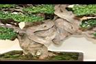 臭娘子-盆栽10.JPG