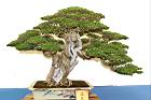 臭娘子-盆栽17.JPG