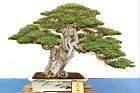 臭娘子-盆栽19.JPG