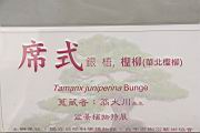 華北檉柳100.JPG