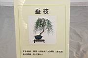 華北檉柳102.JPG