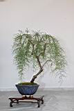 華北檉柳104.JPG