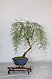 華北檉柳105.JPG