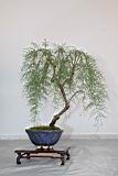 華北檉柳106.JPG