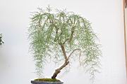 華北檉柳108.JPG