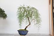華北檉柳110.JPG