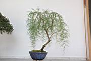 華北檉柳111.JPG