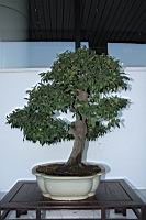 菱葉柿102.JPG