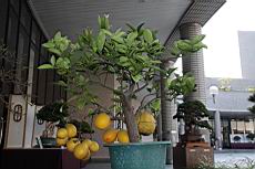 虎頭柑104.JPG