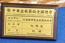 蚊母樹-盆栽01.JPG