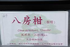 酸橙100.JPG
