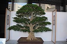 雀舌黃楊104.JPG