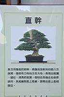 雀舌黃楊00.JPG