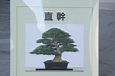 雀舌黃楊01.JPG