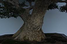 雀舌黃楊2-莖00.JPG