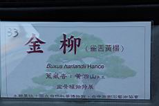 雀舌黃楊200.JPG