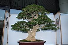 雀舌黃楊202.JPG