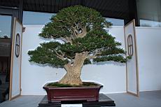 雀舌黃楊203.JPG