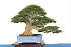 雀舌黃楊-盆栽06.JPG