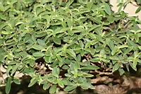 香菝-盆栽03.JPG