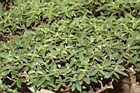 香菝-盆栽06.JPG
